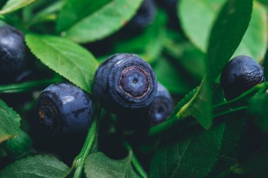 Vahşi doğada bir sürü olgun yabanmersini dalların üzerinde. Üzerinde böğürtlen olan yabanmersini çalısı. Ormanda olgun yaban mersini. Makro çekim.