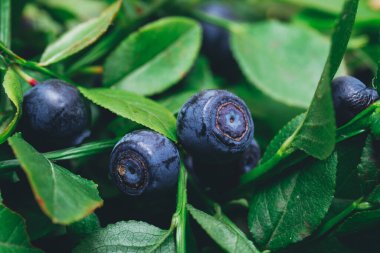 Vahşi doğada bir sürü olgun yabanmersini dalların üzerinde. Üzerinde böğürtlen olan yabanmersini çalısı. Ormanda olgun yaban mersini. Makro çekim.