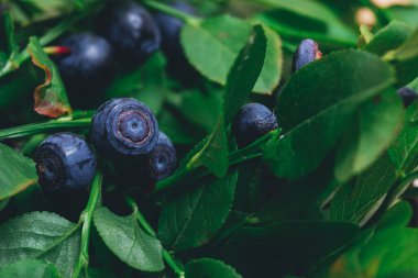 Vahşi doğada bir sürü olgun yabanmersini dalların üzerinde. Üzerinde böğürtlen olan yabanmersini çalısı. Ormanda olgun yaban mersini. Makro çekim.