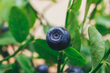 Olgun yaban mersini dalda. Üzerinde böğürtlen olan yabanmersini çalısı. Ormanda olgun yabanmersini. Makro çekim.