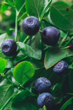 Vahşi doğada bir sürü olgun yabanmersini dalların üzerinde. Üzerinde böğürtlen olan yabanmersini çalısı. Ormanda olgun yaban mersini. Makro çekim.