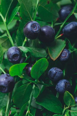 Vahşi doğada bir sürü olgun yabanmersini dalların üzerinde. Üzerinde böğürtlen olan yabanmersini çalısı. Ormanda olgun yaban mersini. Makro çekim.