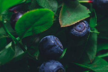 Vahşi doğada bir sürü olgun yabanmersini dalların üzerinde. Üzerinde böğürtlen olan yabanmersini çalısı. Ormanda olgun yaban mersini. Makro çekim.