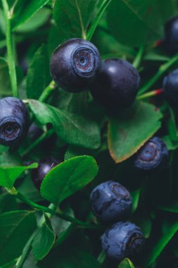 Vahşi doğada bir sürü olgun yabanmersini dalların üzerinde. Üzerinde böğürtlen olan yabanmersini çalısı. Ormanda olgun yaban mersini. Makro çekim.