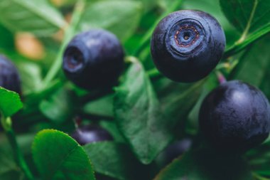 Vahşi doğada bir sürü olgun yabanmersini dalların üzerinde. Üzerinde böğürtlen olan yabanmersini çalısı. Ormanda olgun yaban mersini. Makro çekim.