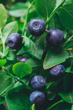 Vahşi doğada bir sürü olgun yabanmersini dalların üzerinde. Üzerinde böğürtlen olan yabanmersini çalısı. Ormanda olgun yaban mersini. Makro çekim.