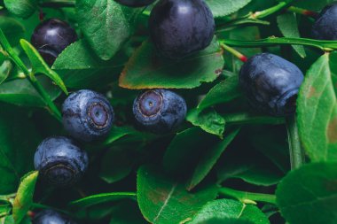 Vahşi doğada bir sürü olgun yabanmersini dalların üzerinde. Üzerinde böğürtlen olan yabanmersini çalısı. Ormanda olgun yaban mersini. Makro çekim.
