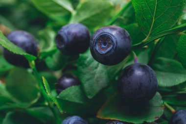 Vahşi doğada bir sürü olgun yabanmersini dalların üzerinde. Üzerinde böğürtlen olan yabanmersini çalısı. Ormanda olgun yaban mersini. Makro çekim.