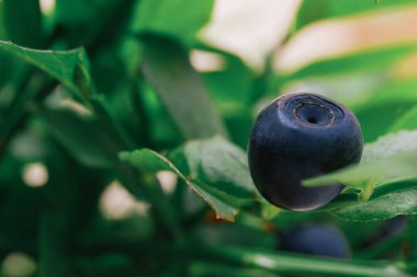 Olgun yaban mersini dalda. Üzerinde böğürtlen olan yabanmersini çalısı. Ormanda olgun yabanmersini. Makro çekim.