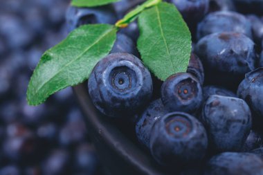 Üzerinde yeşil bir dal olan taze yaban mersini. Üzerinde yaban mersini arkaplanı olan siyah kâse. Makro atış. Olgun yaban mersinleriyle dolu bir kase..