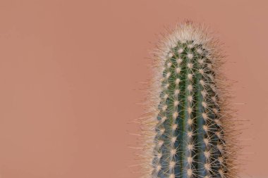 Kahverengi arka planda yeşil kaktüs. Büyük dikenli kaktüs..