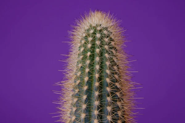 Cactus Verde Sobre Fondo Púrpura Cactus Con Espinas Grandes Cerca — Foto de Stock