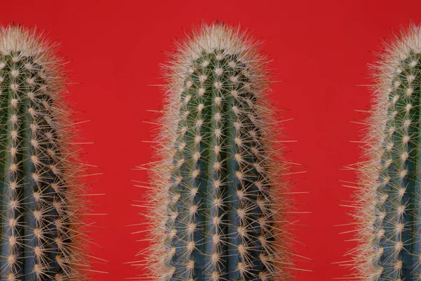Zöld Kaktusz Piros Háttérrel Kaktusz Nagy Tövisekkel Közelkép — Stock Fotó