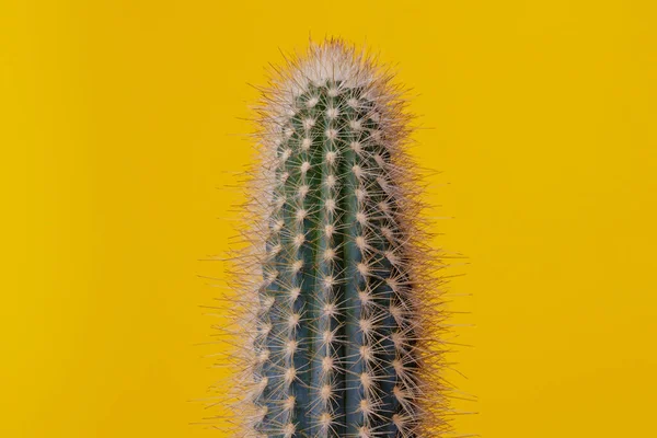 Zielony Kaktus Żółtym Tle Kaktus Dużym Zbliżeniem Kolców — Zdjęcie stockowe