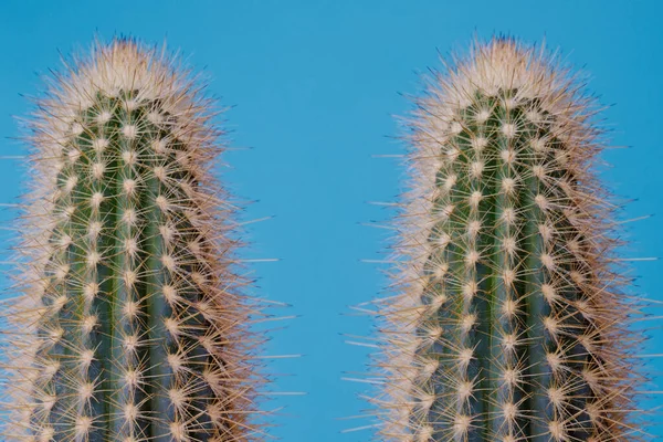 Set Cactus Verde Sobre Fondo Azul Cactus Con Espinas Grandes — Foto de Stock