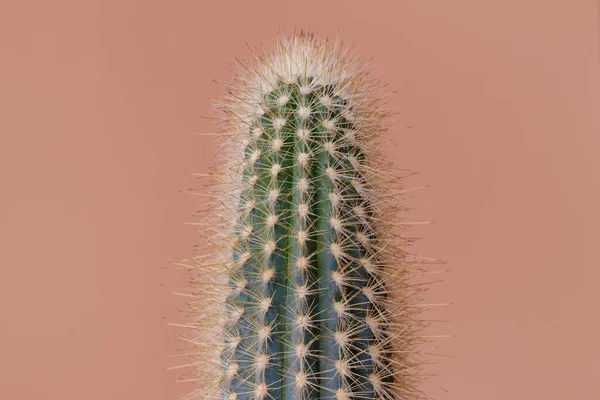 Grønn Kaktus Brun Bakgrunn Kaktus Med Store Torner Nærbilde – stockfoto