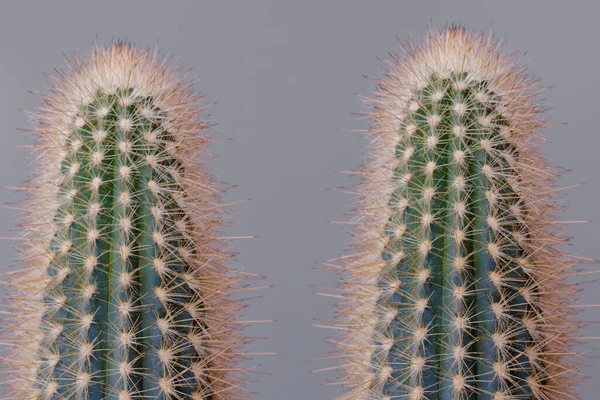 Set Cactus Verde Sobre Fondo Gris Cactus Con Espinas Grandes — Foto de Stock