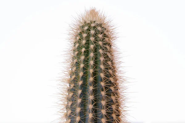 Grønn Kaktus Hvit Bakgrunn Kaktus Med Store Torner Nærbilde – stockfoto
