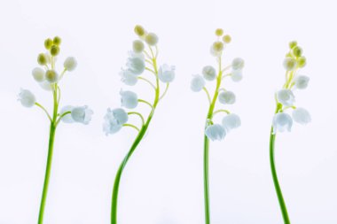 Hafif bir arka planda vadideki zambak. Seçici yumuşak odak, arka ışıklandırılmış çiçekler.