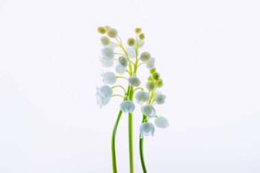 Hafif bir arka planda vadideki zambak. Seçici yumuşak odak, arka ışıklandırılmış çiçekler.