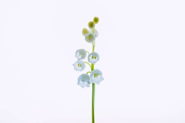 Hafif bir arka planda vadideki zambak. Seçici yumuşak odak, arka ışıklandırılmış çiçekler.