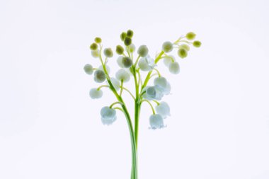 Hafif bir arka planda vadideki zambak. Seçici yumuşak odak, arka ışıklandırılmış çiçekler.