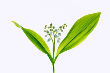 Hafif bir arka planda vadideki zambak. Seçici yumuşak odak, arka ışıklandırılmış çiçekler.