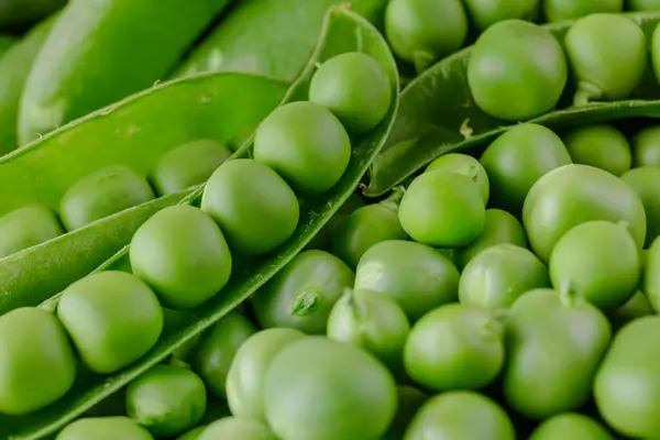 Green pea and pea pods. Peas background. Closeup, macro shot of fresh pea. Pea pod with beans.