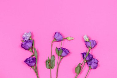 Fotokopi alanı olan pembe bir arka planda mor östoma çiçeği. Boş boşluklu sahne. Bayram kartı kavramı, Sevgililer Günü, düğün, Kadınlar ya da Anneler Günü. 