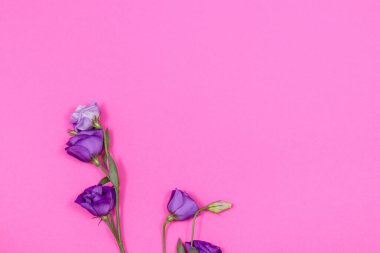 Fotokopi alanı olan pembe bir arka planda mor östoma çiçeği. Boş boşluklu sahne. Bayram kartı kavramı, Sevgililer Günü, düğün, Kadınlar ya da Anneler Günü. 