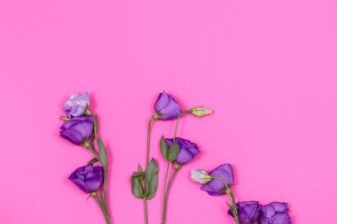 Fotokopi alanı olan pembe bir arka planda mor östoma çiçeği. Boş boşluklu sahne. Bayram kartı kavramı, Sevgililer Günü, düğün, Kadınlar ya da Anneler Günü. 