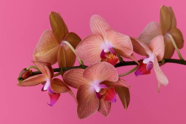Orkideler. Pembe arka planda çiçek açan orkideler. Yakın plan çiçekli kök..