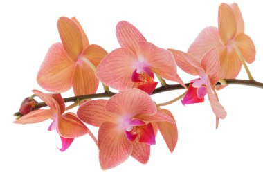 Orkideler. Beyaz arka planda çiçek açan orkideler. Yakın plan çiçekli kök..