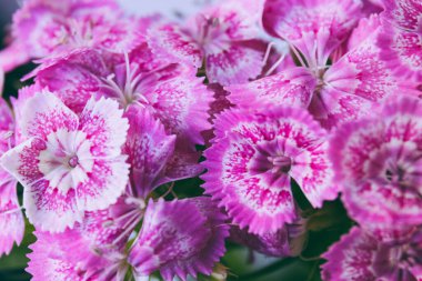 Dianthus Barbatus 'un pembe ve beyaz çiçekleri. Yaklaş, makro fotoğraf..