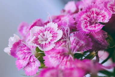 Dianthus Barbatus 'un pembe ve beyaz çiçekleri. Yaklaş, makro fotoğraf..