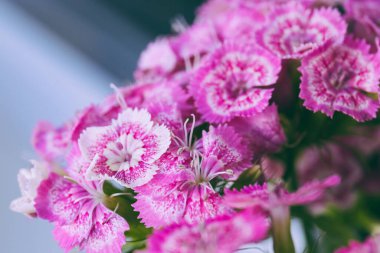 Dianthus Barbatus 'un pembe ve beyaz çiçekleri. Yaklaş, makro fotoğraf..