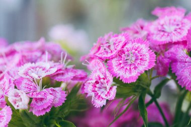 Dianthus Barbatus 'un pembe ve beyaz çiçekleri. Yaklaş, makro fotoğraf..