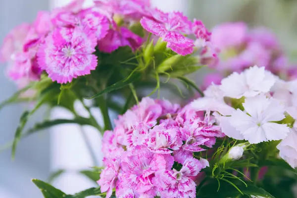 stock image Pink and white flowers of the Dianthus barbatus. Close up, macro photo.