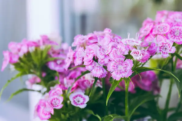 Stock image Pink and white flowers of the Dianthus barbatus. Close up, macro photo.