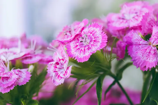 stock image Pink and white flowers of the Dianthus barbatus. Close up, macro photo.