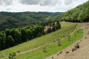 Cossano Belbo 'daki Alta Langa manzarası Cuneo, Piedmont, İtalya.