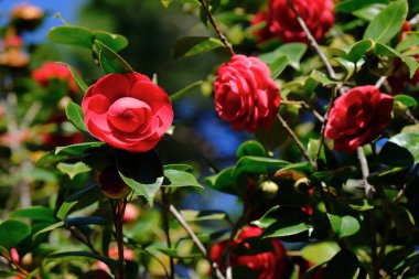 Kamelya çiçeğinin yakın plantasyondaki kamelya ağacının üzerinde..