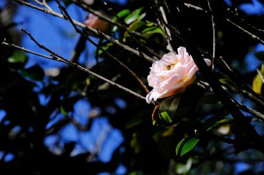 Kamelya çiçeğinin yakın plantasyondaki kamelya ağacının üzerinde..