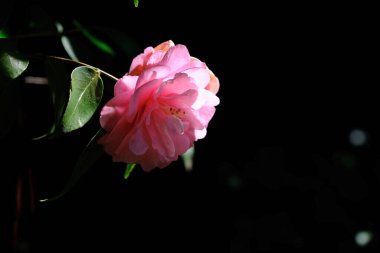 Kamelya çiçeğinin yakın plantasyondaki kamelya ağacının üzerinde..