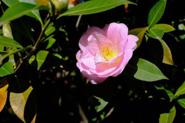 Kamelya çiçeğinin yakın plantasyondaki kamelya ağacının üzerinde..