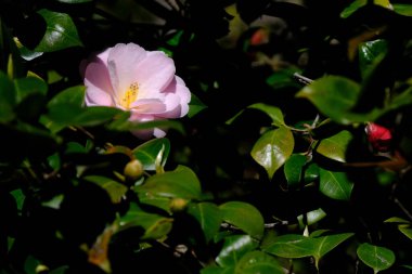 Kamelya çiçeğinin yakın plantasyondaki kamelya ağacının üzerinde..
