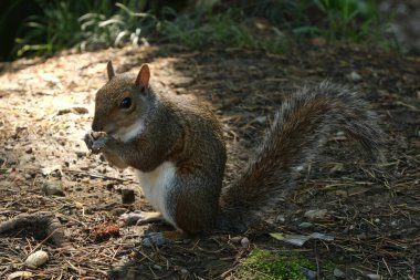 Halk parkında gri bir sincap..