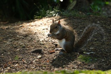 Halk parkında gri bir sincap..