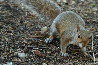 Halk parkında gri bir sincap..