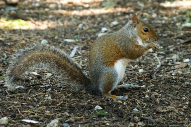 Halk parkında gri bir sincap..